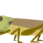 locust_b09