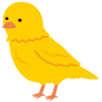 bird_canary_kanaria